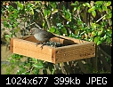 Click image for larger version

Name:	California Towhee.jpg
Views:	218
Size:	398.9 KB
ID:	3155