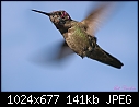 Click image for larger version

Name:	Male Anna's hummingbird with pin feathers.jpg
Views:	1313
Size:	140.6 KB
ID:	3158