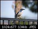 Click image for larger version

Name:	Western Scrub Jay 7.jpg
Views:	255
Size:	134.3 KB
ID:	3161