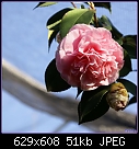 Click image for larger version

Name:	Camelia Pink DSC00162.jpg
Views:	236
Size:	50.5 KB
ID:	3168