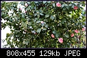 Click image for larger version

Name:	Camelia buds DSC00154.jpg
Views:	735
Size:	129.0 KB
ID:	3169