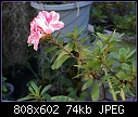 Click image for larger version

Name:	Azaelia Pink Marble DSC00157a.jpg
Views:	149
Size:	73.8 KB
ID:	3170
