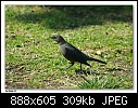 -female-blackbird.jpg