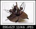 Black Bat Plant flower 1/3-0856-tacca-06-01-07-30-50mm.jpg