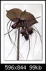 Black Bat Plant flower 2/3-0861-tacca-06-01-07-30-50mm.jpg