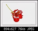 Poinsianna flower-0922 1 of 4-0922-poinsianna-07-01-07-30sm.jpg