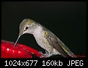 Click image for larger version

Name:	Lady hummingbird enjoying Christmas feeder.jpg
Views:	226
Size:	159.9 KB
ID:	3190