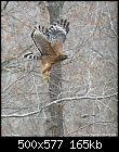 Eyes on the Hawk (Two Acre Wood)-hawkt7464-copy.jpg