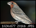Click image for larger version

Name:	House finch at feeder .jpg
Views:	349
Size:	200.9 KB
ID:	3198