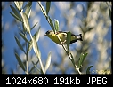 Click image for larger version

Name:	Goldfinch in my olive tree.jpg
Views:	262
Size:	190.5 KB
ID:	3199