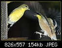 Click image for larger version

Name:	Goldfinch landing.jpg
Views:	234
Size:	153.8 KB
ID:	3202