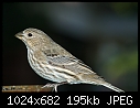 Click image for larger version

Name:	Female House Finch.jpg
Views:	240
Size:	195.4 KB
ID:	3203