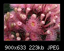Eucalyptus 'Summer Beauty' 2/3-b-0961-pinkgum-09-01-07-30sm.jpg