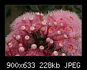 Eucalyptus 'Summer Beauty' 3/3-b-0964-pinkgum-09-01-07-30sm.jpg