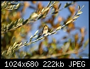 Goldfinch in my olive tree 2-goldfinch-my-olive-tree-2.jpg