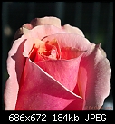 1 12 07 Rose 2-1-12-07-rose-2.jpg