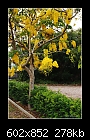 Cassia fistula - Golden Shower Tree 1/2-b-1074-cassia-14-01-07-30w.jpg