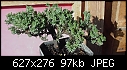 Juniper Bonsai-juniper_bonsai.jpg