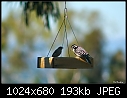 Click image for larger version

Name:	Female Nuttall's Woodpecker.jpg
Views:	252
Size:	193.1 KB
ID:	3216