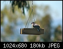 Click image for larger version

Name:	Female Nuttall's Woodpecker eating.jpg
Views:	261
Size:	179.7 KB
ID:	3217