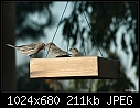 Click image for larger version

Name:	House finches 2.jpg
Views:	253
Size:	211.0 KB
ID:	3221