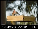House finches-house-finches-3a.jpg