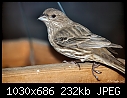 Click image for larger version

Name:	Female house finch.jpg
Views:	295
Size:	231.8 KB
ID:	3227