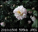 Camellia japonica Betty Sheffield x2-cam-betty-sheffield.jpg