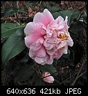 Camellia japonica CM Wilson-cam-cm-wilson.jpg