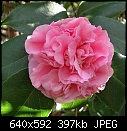 Camellia japonica Debutante-cam-debutante.jpg
