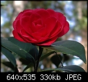 Camellia japonica Glen 40  x2-cam-glen40-2.jpg