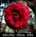 Camellia japonica Glen 40  x2-cam-glen40.jpg