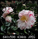 Camellia japonica Betty Sheffield x2-cam-betty-sheffield-2.jpg
