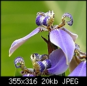 amazon iris-iris-close-.jpg