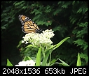 Monarchs -- 4 of 4-img_2914.jpg