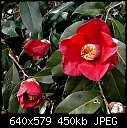 Camellia japonica Hagaroma-cam-hagaroma.jpg