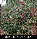 Click image for larger version

Name:	Cam Hagaroma bush.JPG
Views:	375
Size:	591.9 KB
ID:	3254