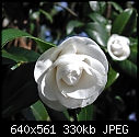 Camellia japonica Margie x2-cam-margie.jpg