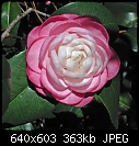 Camellia japonica October Affair x2-cam-october-affair.jpg