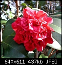 Camellia japonica Prof Sargent x2-cam-prof-sargent-2.jpg