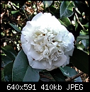 Camellia japonica Shiro Chan-cam-shiro-chan.jpg
