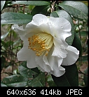 Camellia japonica Silver Waves-cam-silver-waves.jpg