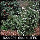Click image for larger version

Name:	Camellias.jpg
Views:	308
Size:	644.0 KB
ID:	3265