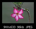 Desert Rose (Adenium obesum)-0397 1of 2-b-0397a-desert-rose-07-01-07-20tl.jpg