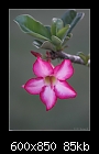 Desert Rose (Adenium obesum)-0399 2 of 2-b-0399a-desert-rose-07-01-07-20tl.jpg