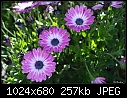 Click image for larger version

Name:	Osteospermum hybrid.jpg
Views:	332
Size:	256.9 KB
ID:	3276