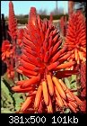 Aloe Blossom-aloe-blossom-em.jpg