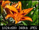 Click image for larger version

Name:	Gold lily.jpg
Views:	203
Size:	348.5 KB
ID:	3279