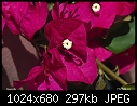 Click image for larger version

Name:	Bougainvillea.jpg
Views:	212
Size:	296.7 KB
ID:	3280