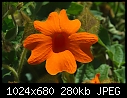 Orange flower-orange-flower.jpg